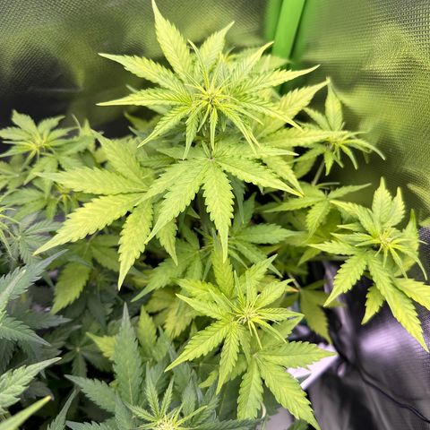 TheeThee #1 growlog timeline photo