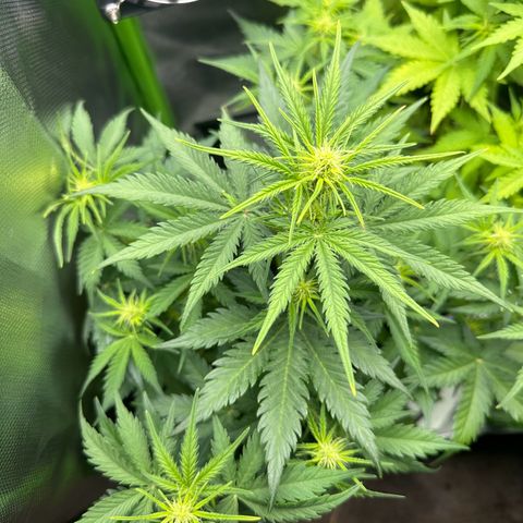 TheeThee #1 growlog timeline photo