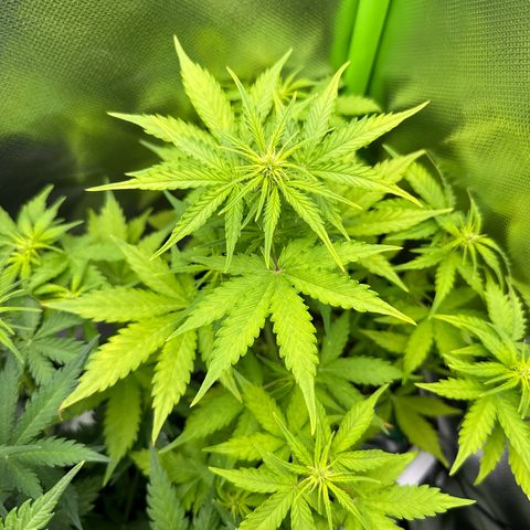 TheeThee #1 growlog timeline photo