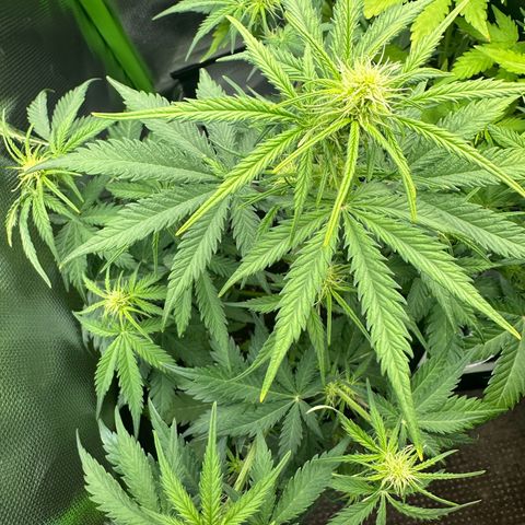 TheeThee #1 growlog timeline photo