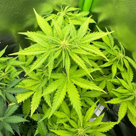 TheeThee #1 growlog timeline photo