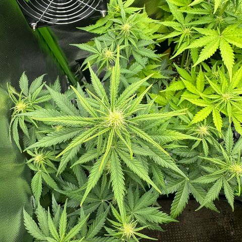 TheeThee #1 growlog timeline photo