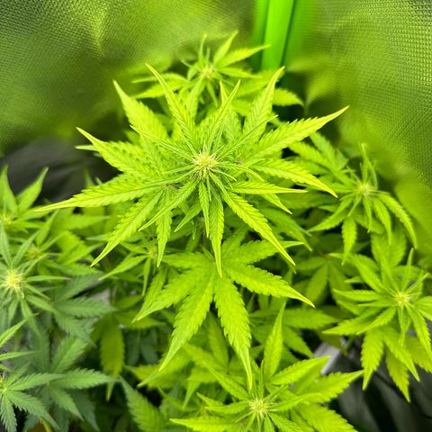 TheeThee #1 growlog timeline photo