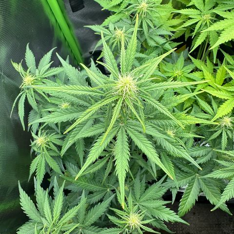 TheeThee #1 growlog timeline photo