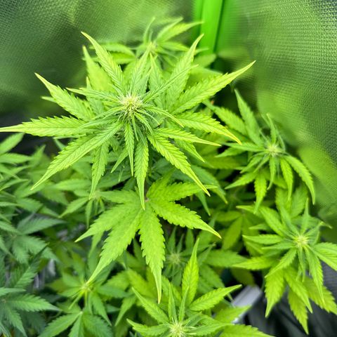 TheeThee #1 growlog timeline photo