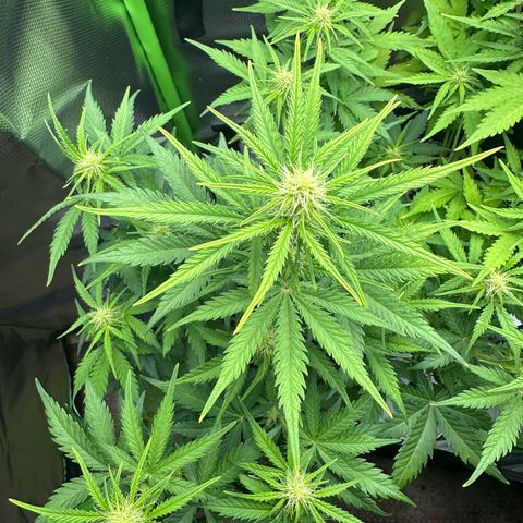 TheeThee #1 growlog timeline photo