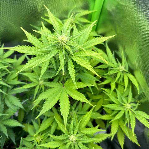 TheeThee #1 growlog timeline photo