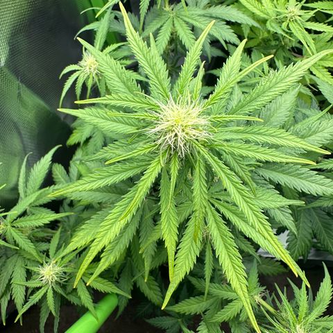 TheeThee #1 growlog timeline photo