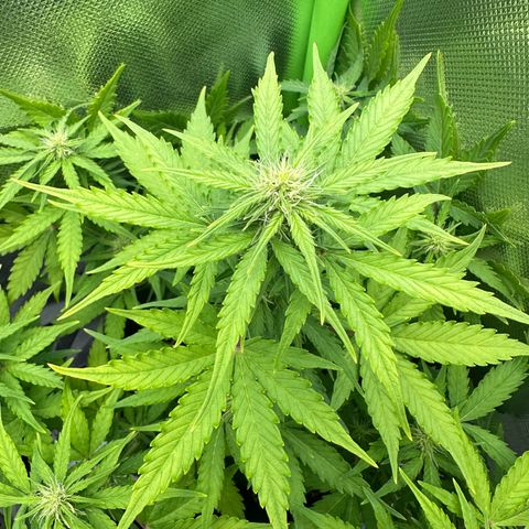 TheeThee #1 growlog timeline photo