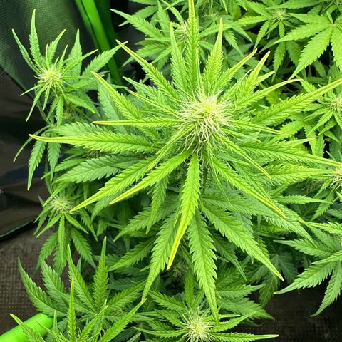 TheeThee #1 growlog timeline photo