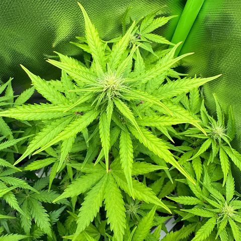 TheeThee #1 growlog timeline photo
