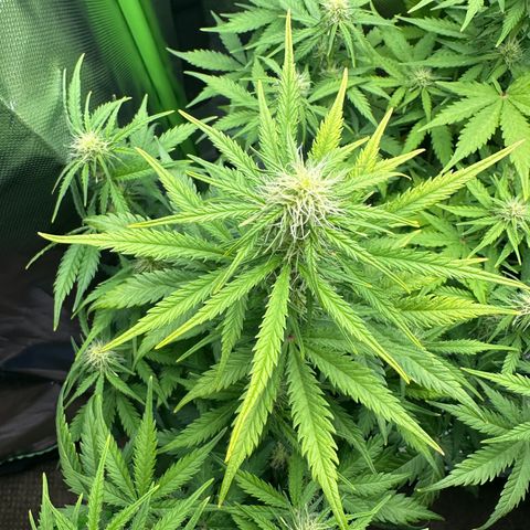 TheeThee #1 growlog timeline photo