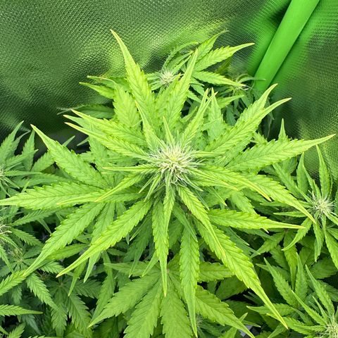 TheeThee #1 growlog timeline photo