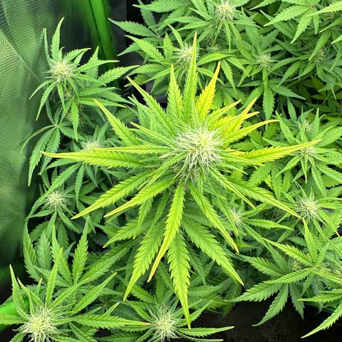 TheeThee #1 growlog timeline photo