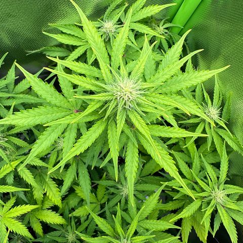 TheeThee #1 growlog timeline photo