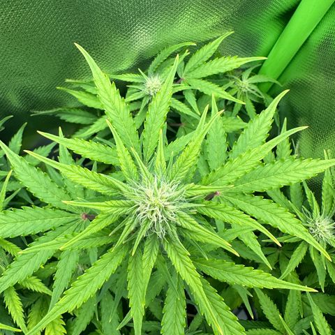 TheeThee #1 growlog timeline photo