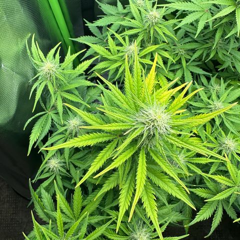 TheeThee #1 growlog timeline photo