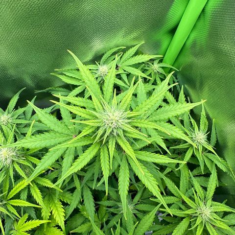 TheeThee #1 growlog timeline photo