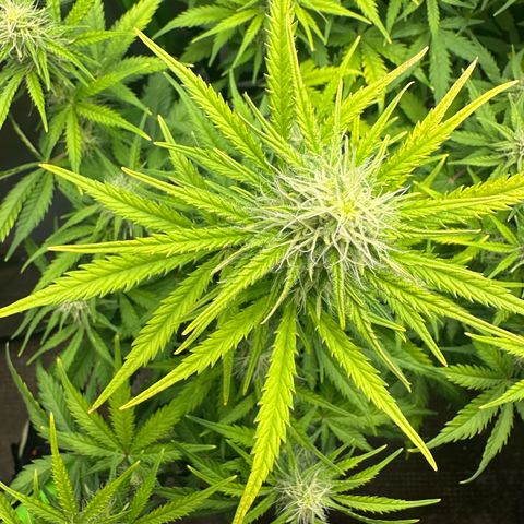 TheeThee #1 growlog timeline photo