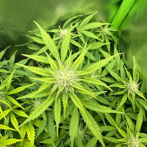 TheeThee #1 growlog timeline photo
