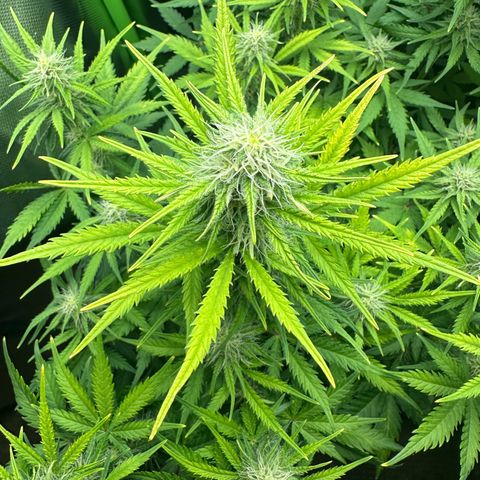 TheeThee #1 growlog timeline photo