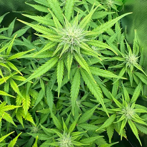 TheeThee #1 growlog timeline photo