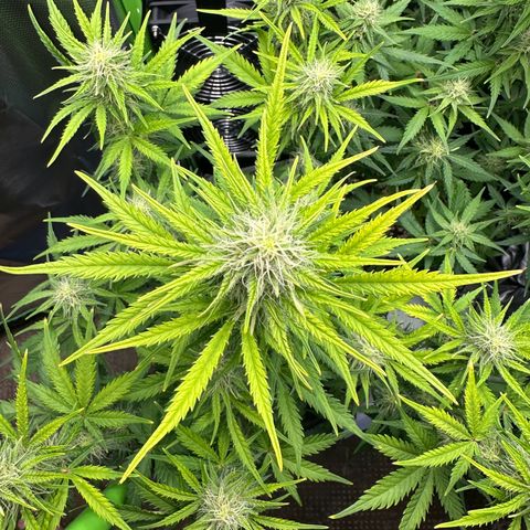 TheeThee #1 growlog timeline photo
