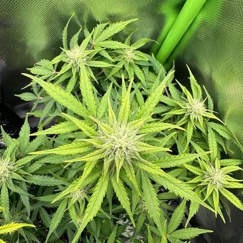 TheeThee #1 growlog timeline photo