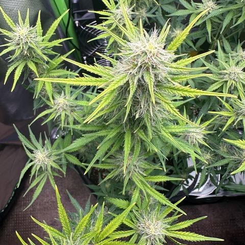 TheeThee #1 growlog timeline photo