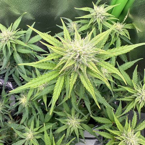 TheeThee #1 growlog timeline photo