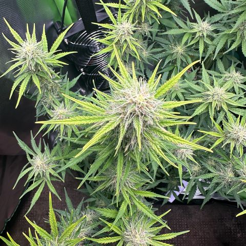 TheeThee #1 growlog timeline photo