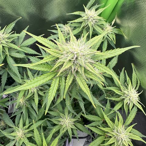 TheeThee #1 growlog timeline photo