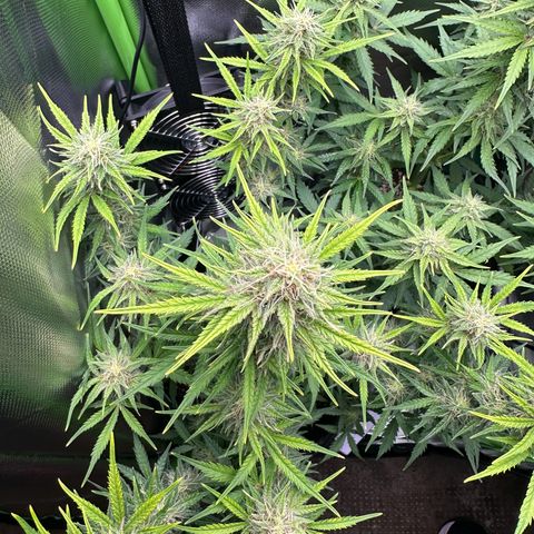 TheeThee #1 growlog timeline photo