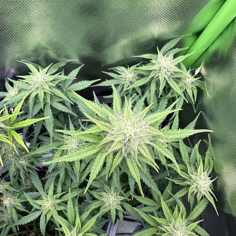 TheeThee #1 growlog timeline photo
