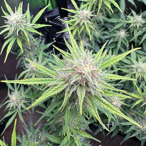 TheeThee #1 growlog timeline photo