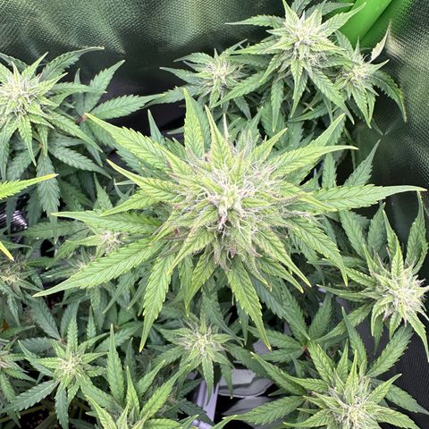 TheeThee #1 growlog timeline photo