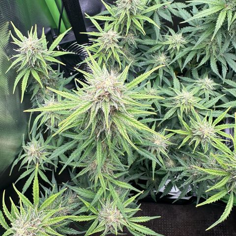 TheeThee #1 growlog timeline photo