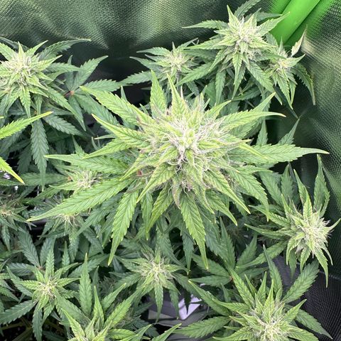 TheeThee #1 growlog timeline photo