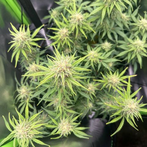 TheeThee #1 growlog timeline photo