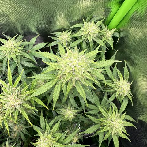 TheeThee #1 growlog timeline photo