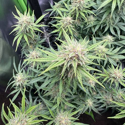 TheeThee #1 growlog timeline photo