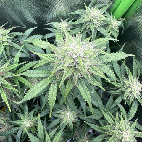 TheeThee #1 growlog timeline photo