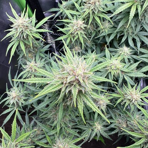 TheeThee #1 growlog timeline photo