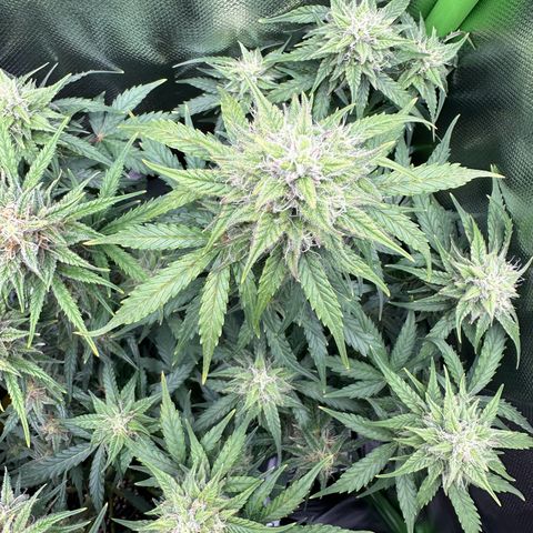 TheeThee #1 growlog timeline photo