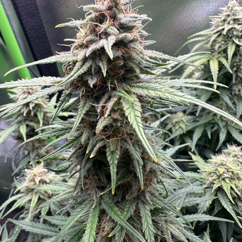 TheeThee #1 growlog timeline photo