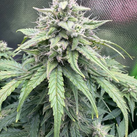TheeThee #1 growlog timeline photo