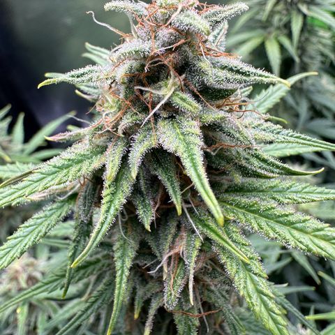 TheeThee #1 growlog timeline photo
