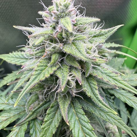 TheeThee #1 growlog timeline photo