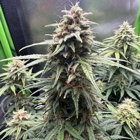 TheeThee #1 growlog timeline photo