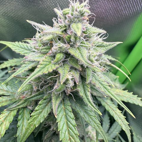 TheeThee #1 growlog timeline photo